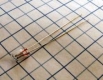 Žár.TL1/2 5x12 2,5V 200mA OR9030